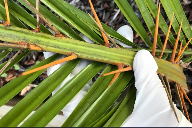 image of palm frond