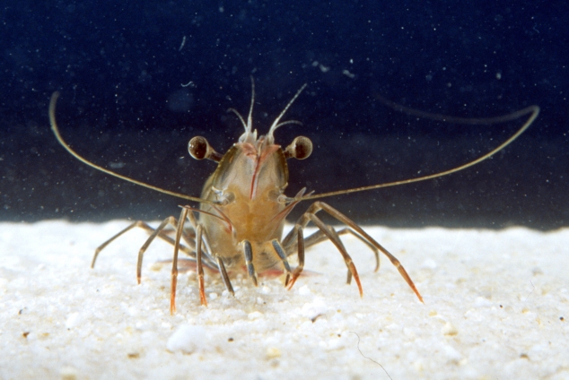 Image of prawn 