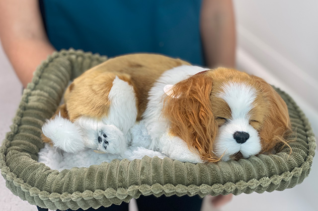 Dog sleeping on dog bed